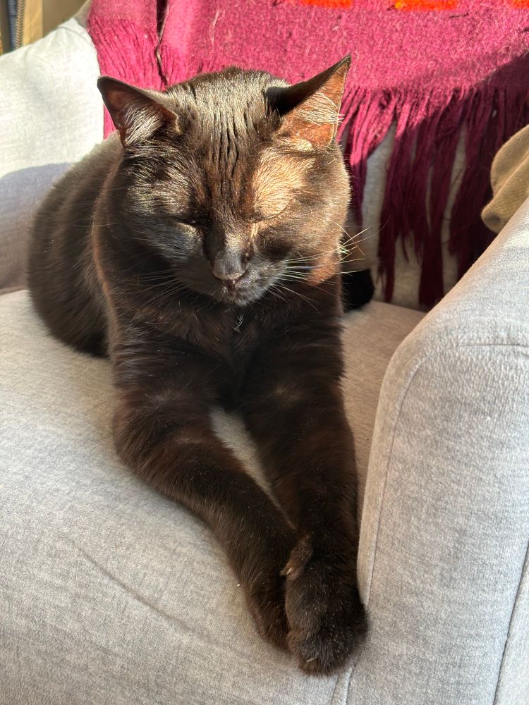 A black cat sits with her paws neatly extended and folded in front of her while a sunbeam lights up the top of her head.  Her eyes are closed.