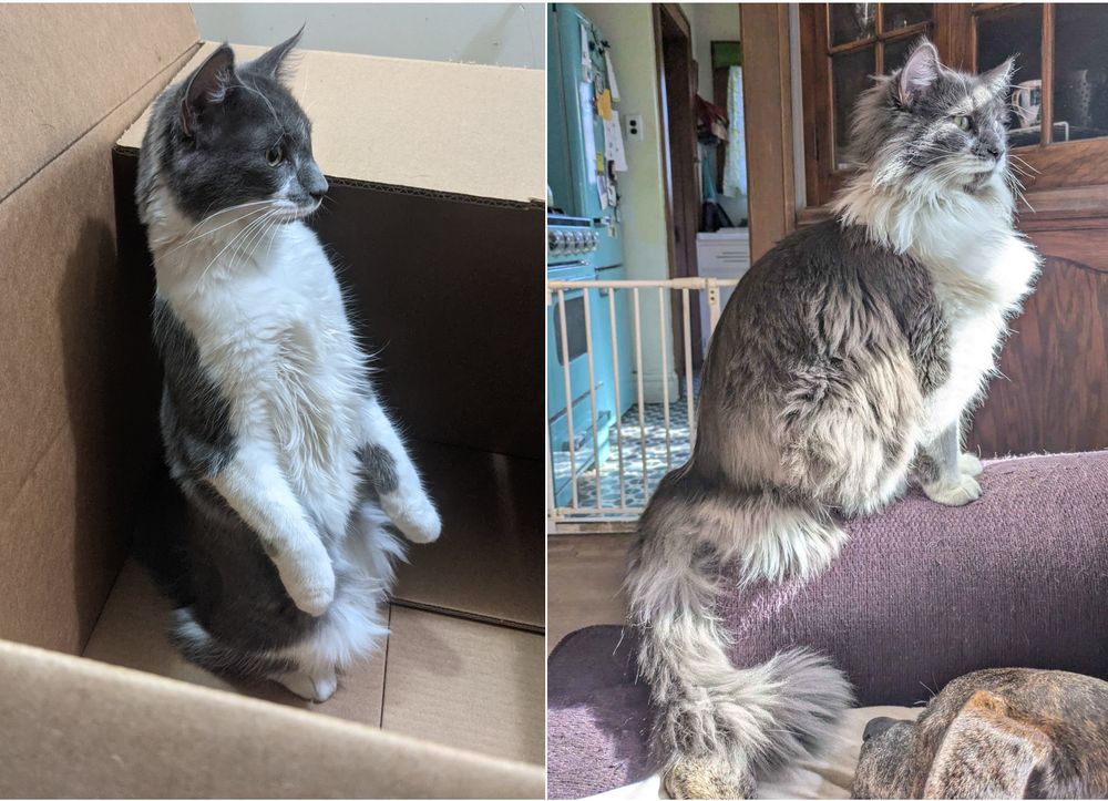Two pictures of the same grey and white cat from the side. In the before picture, he looks like a normal short-haired cat. In the after picture, he is basically a ball of fur. 