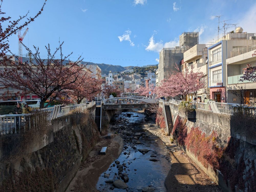 Cherry blossoms along a small river in Atami, Japan
