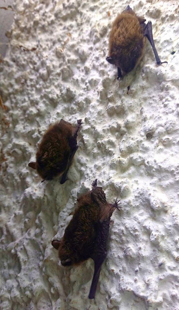 3 kleine Fledermäuse