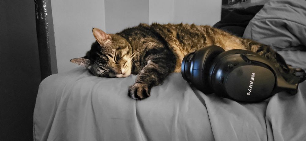 A photo of Gizmo catching some ZZZs