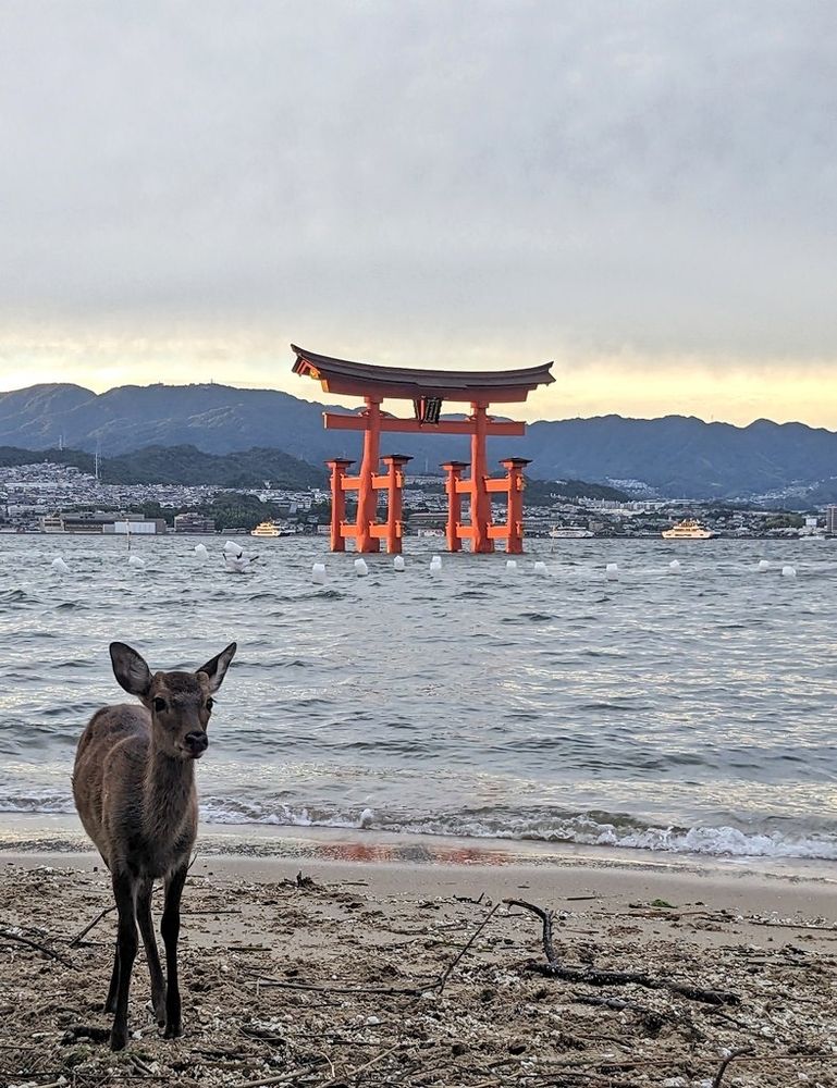 Sika Hirsch vor rotem Tori in Japan/ Miyajima