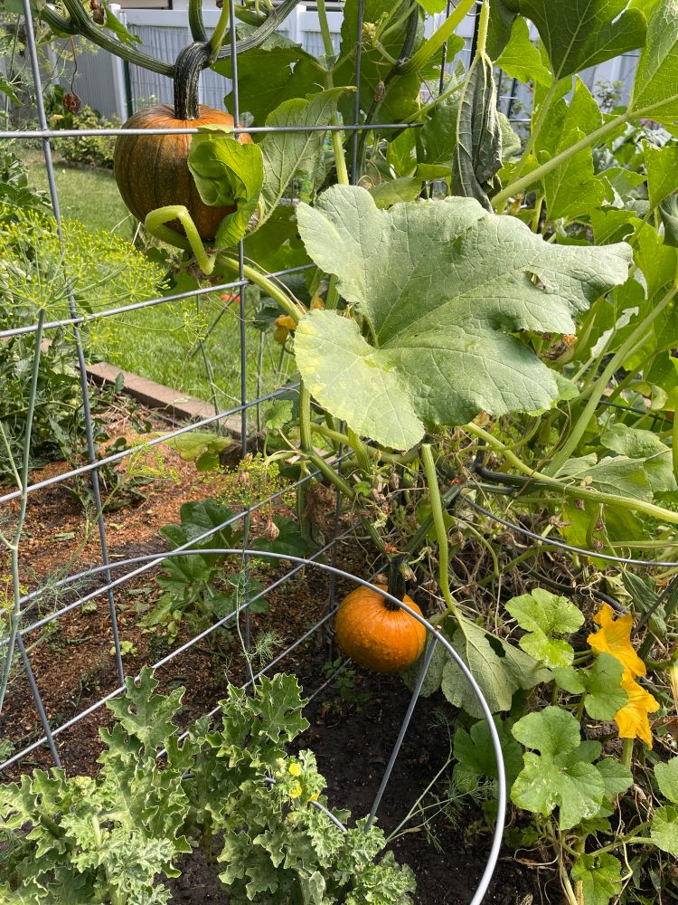 Pie pumpkins turning orange on the vine.