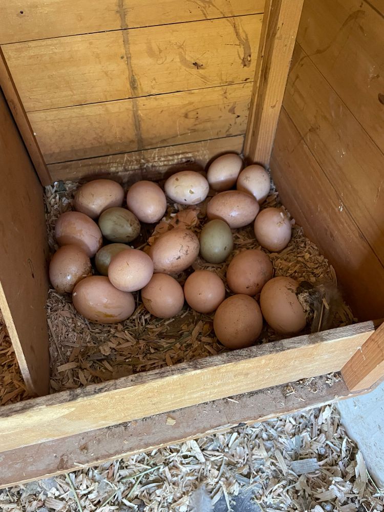 18 eggs in the nesting box.