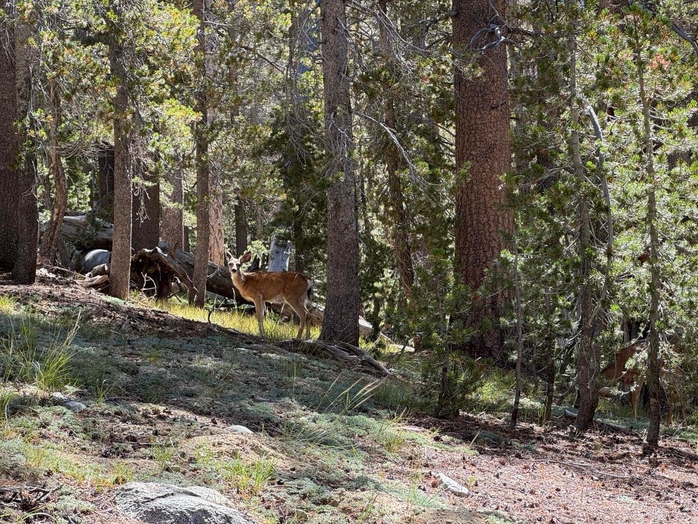 Deer in the woods.