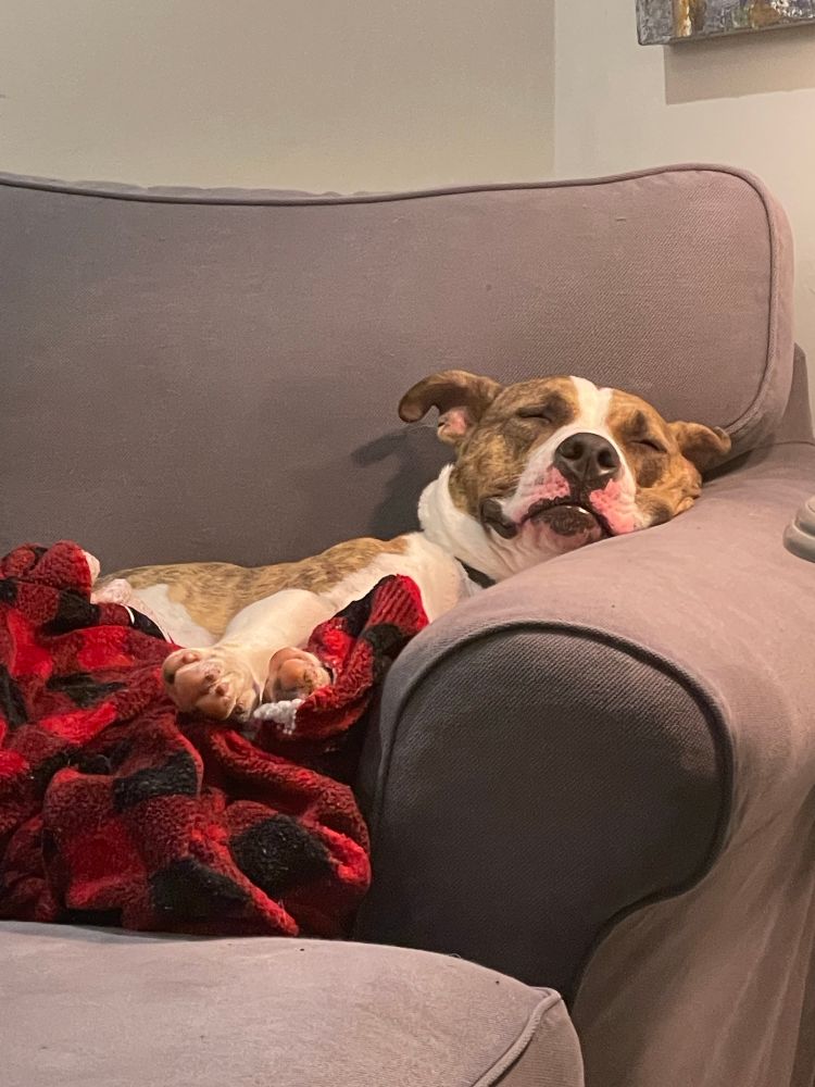 Brindle and white pitbull sleeping on a grey chair with a red checkered blanket smiling like a derp. 