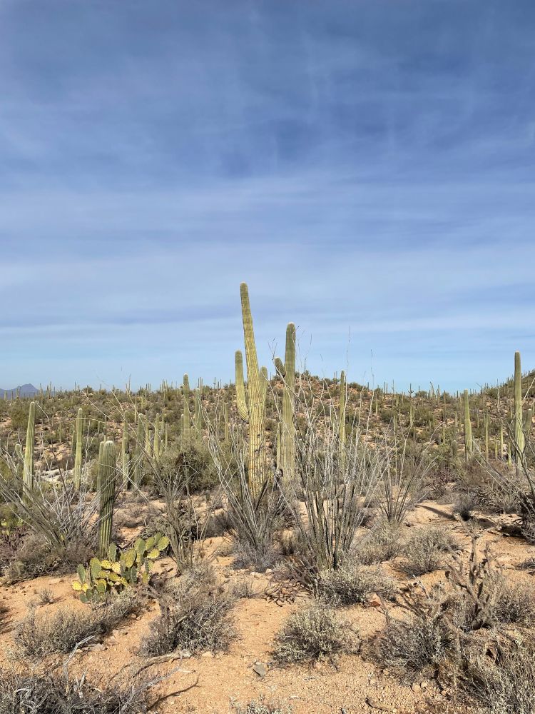 Desert landscape with shrubs and tall saguaro cacti. 