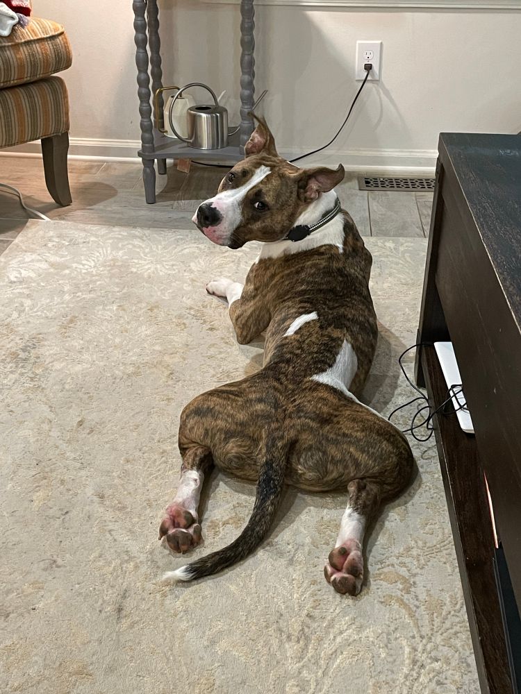 Brindle and white pitbull lying on his stomach with his legs splayed out behind him 