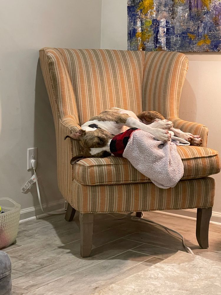 Brindle and white pitbull lying on his side in an orange and grey striped chair while snuggling with his blankie 
