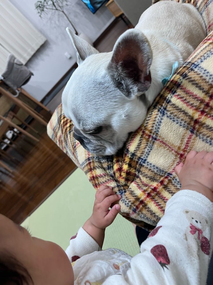娘に襲撃される犬