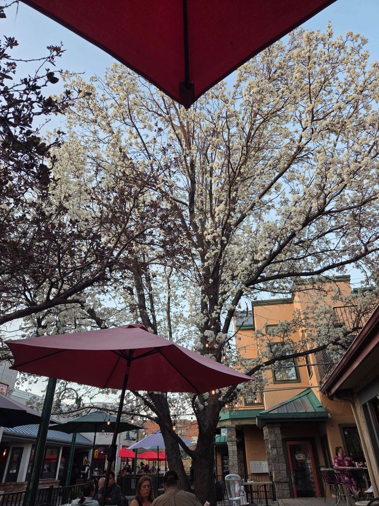 View of a tree in blossom at Flagstaff Brewing Company in Flagstaff, AZ