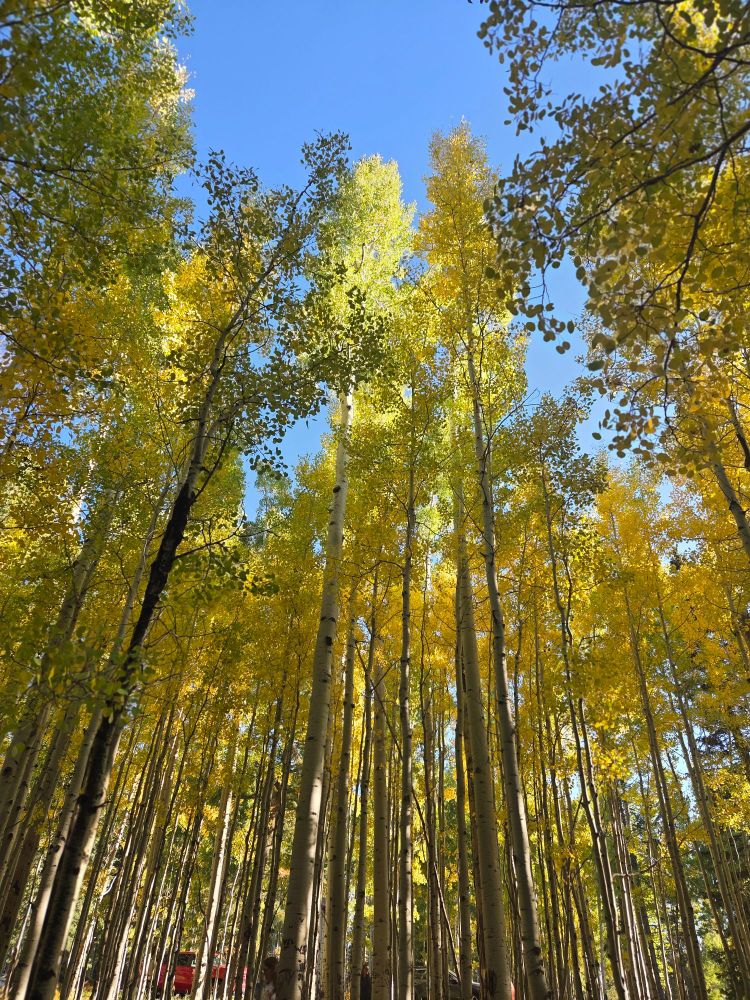 View of aspen trees as they shift from green to yellow/gold. Photo taken at about 9000 ft. elevation in the San Francisco Peaks of Northern Arizona in early October, 2025. 