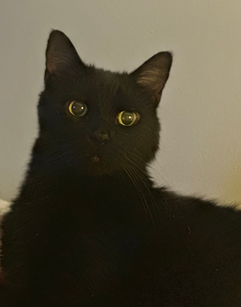 Franklin, a black cat 