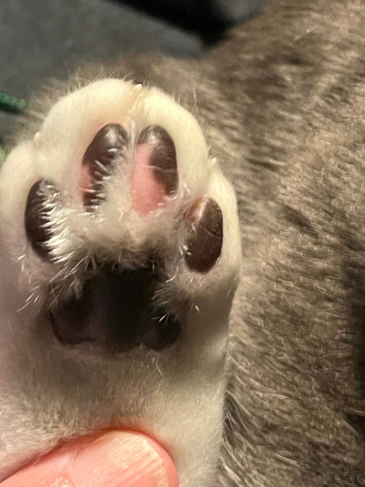 Close-up of kitty paw toe beans, two of which are part pink and part black. The other two beans are black and the paw itself is tan. A human thumb is visible, holding the paw.