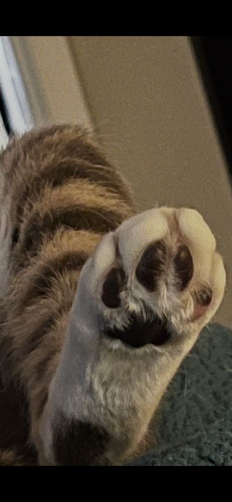 Kitty paw toe beans, with the rightmost toe bean part pink and part black. The other beans are black and the kitty leg itself is striped orange and dark brown.