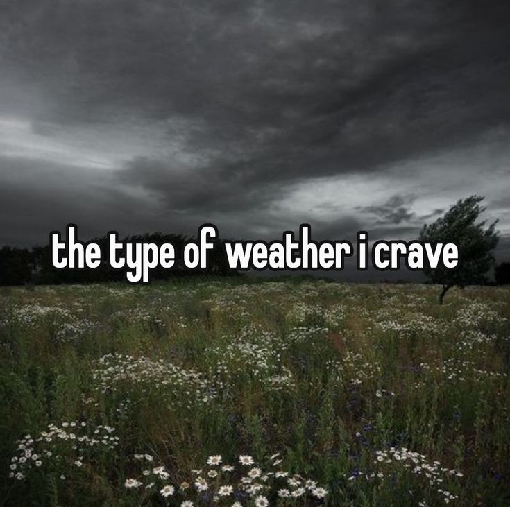 In der Mitte steht "the type of weather i crave" im hintergrund ist eine blumenwiese und ein dunkel bewölter Himmel