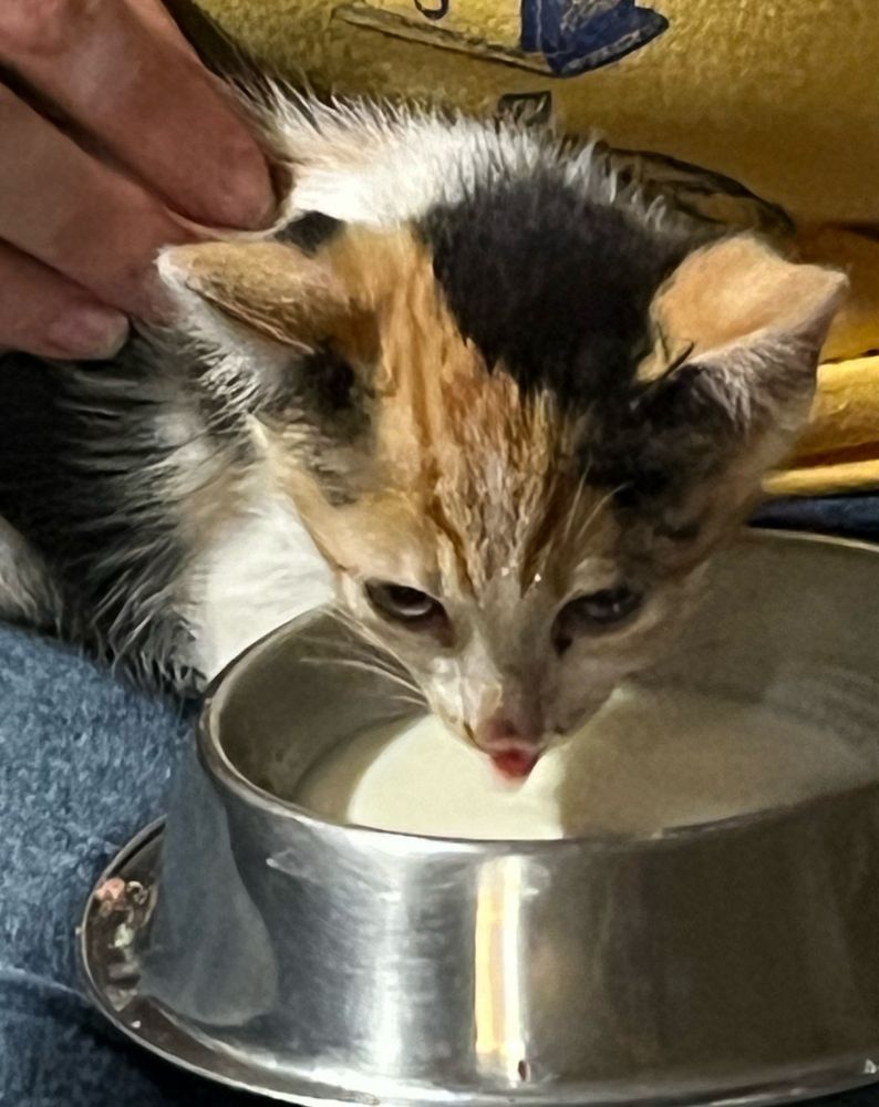 Gata filhote tricolor (preto, branco e laranja) bebendo leite numa tigelinha de inox. 