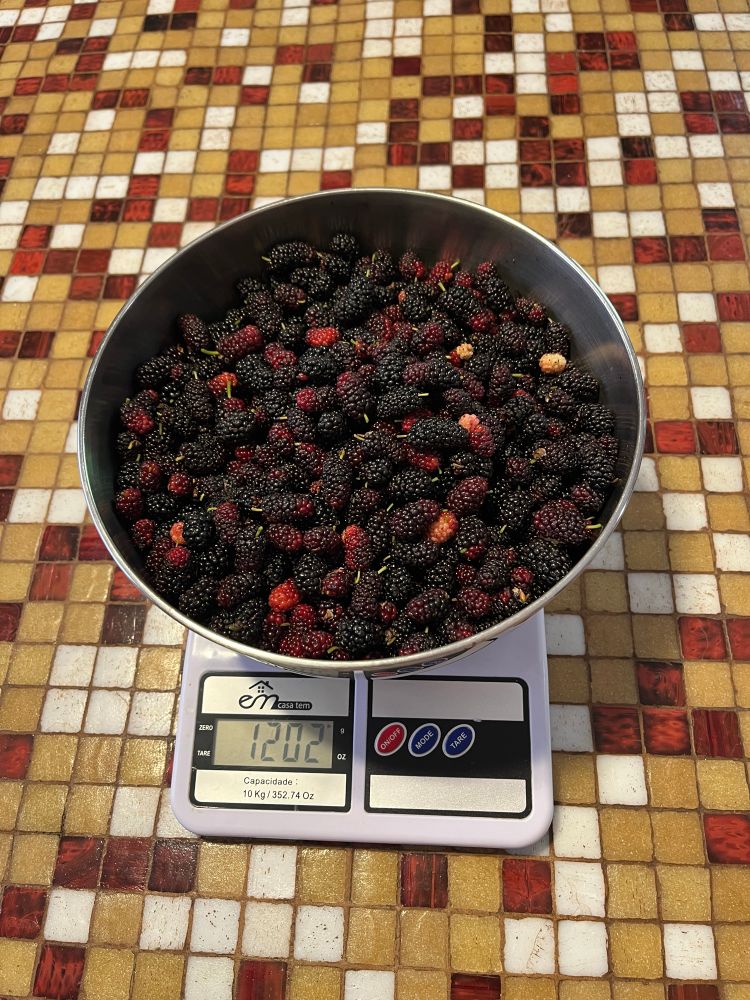 Bacia de inox cheia de amoras. A bacia está em cima de uma balança branca e o visor mostra 1202g. Ao fundo, uma mesa de pastilhas (bege, bordô e brancas). 