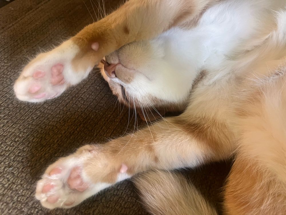 Orange tabby cat lying half on back, half sideways with paws sticking out. 