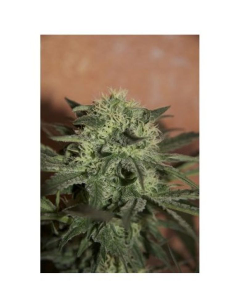 Auto Lemon von Seedsman Hanfsamen | Oaseeds