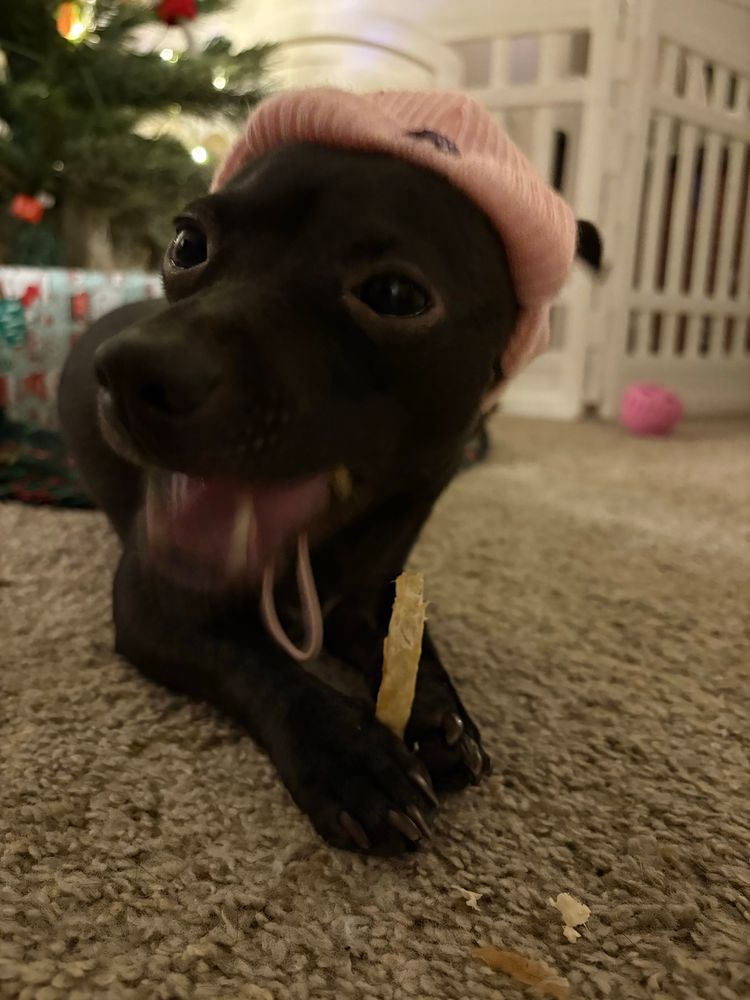 A blurry photo of a black chihuahua mix puppy chewing on a treat stick while wearing a pink beanie 