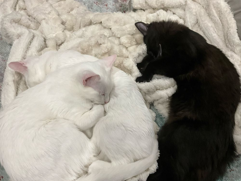 Three kittens sleeping together on a white blanket.