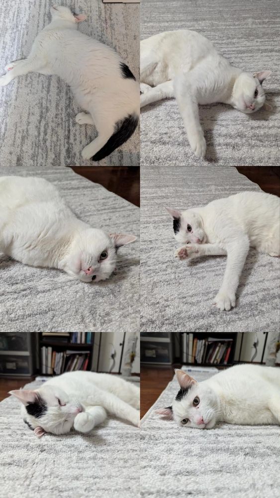 A six photo grid, with a white cat with a black tail and black splotches laying on a gray and white carpet in each frame. As the photos progress, Jasmine's body posture and expression changes as she rolls and rubs on the new carpet. 