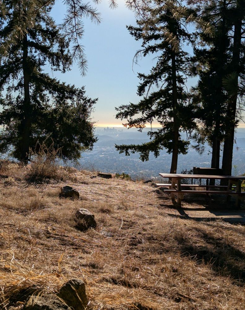 Pine trees frame a far away downtown. One is to the left, there on the right behind a picnic table. Past downtown, an orange sun glow reflects off the ocean. The foreground is dried grass with scattered rocks. 