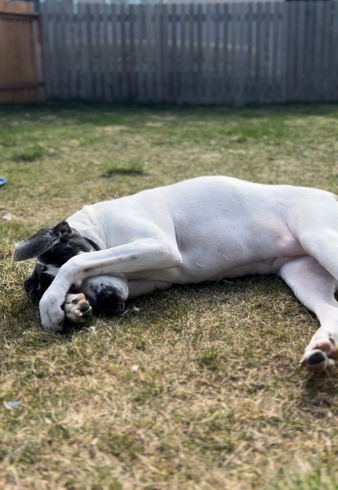 Great dane with paws hiding face laying on grass