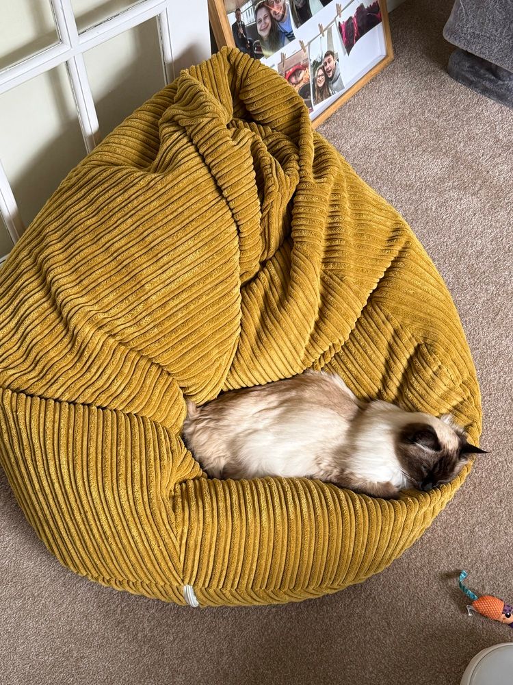 A small ragdoll cat asleep on a yellow beanbag, but now you can see just how large the beanbag is when compared to the small cat! Quite large!