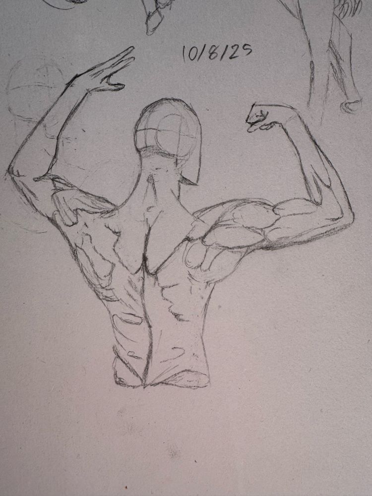 The back of a person flexing to who their triceps