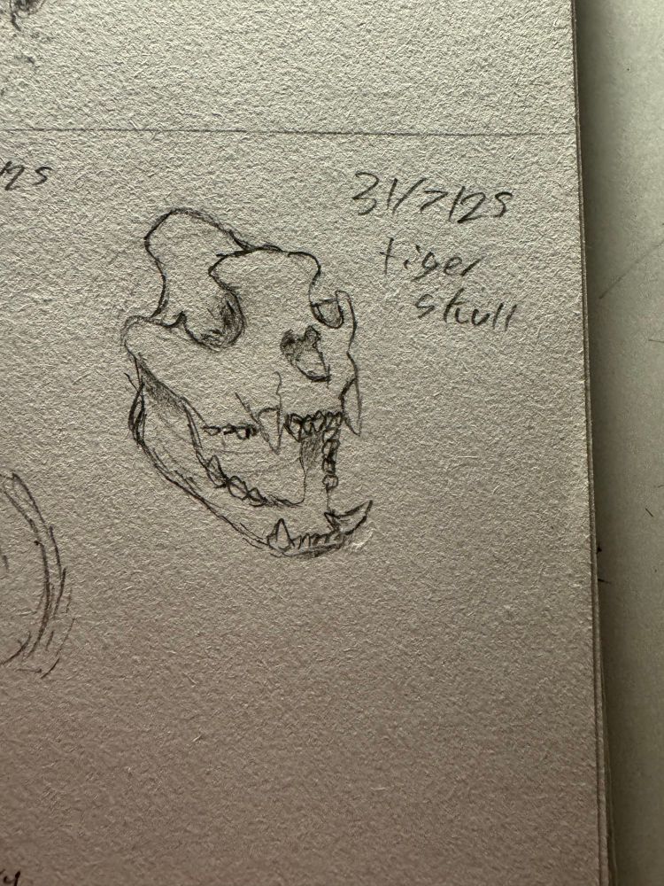 Traditional sketch of a tiger skull done with a 2B pencil