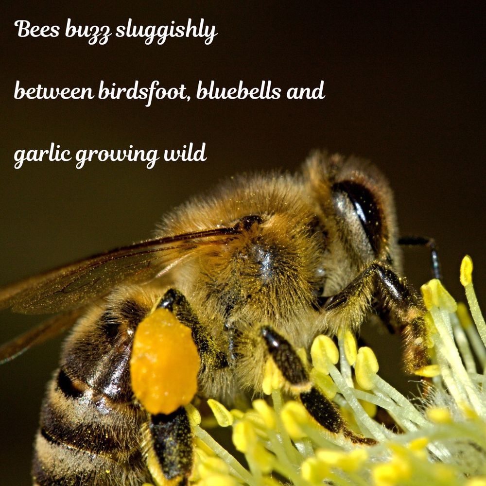 Bees buzz sluggishly

between birdsfoot, bluebells and

garlic growing wild
