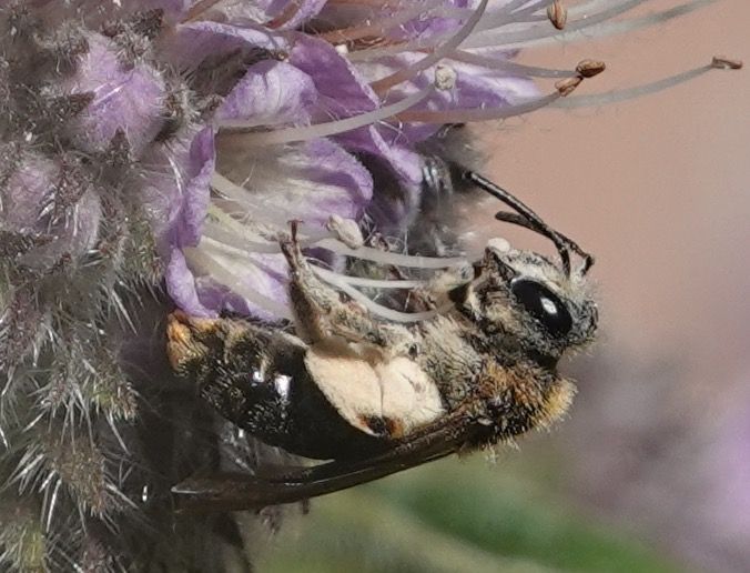 I think this is an Andrena bee shown horizontal with belly facing up. She is eating the pollen from an anther of phacelia flower, which has light purple petals.  One of her legs has light hairs surrounding the joint but the joint is hairless and exposed.  She has a smooth black abdomen, long oval black eyes and reddish hairs on her thorax.