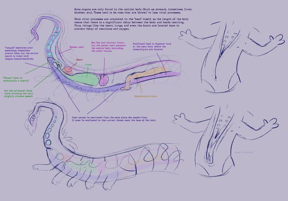 Some more anatomical drawings of Jeanne detailing her internal organs and anatomy.