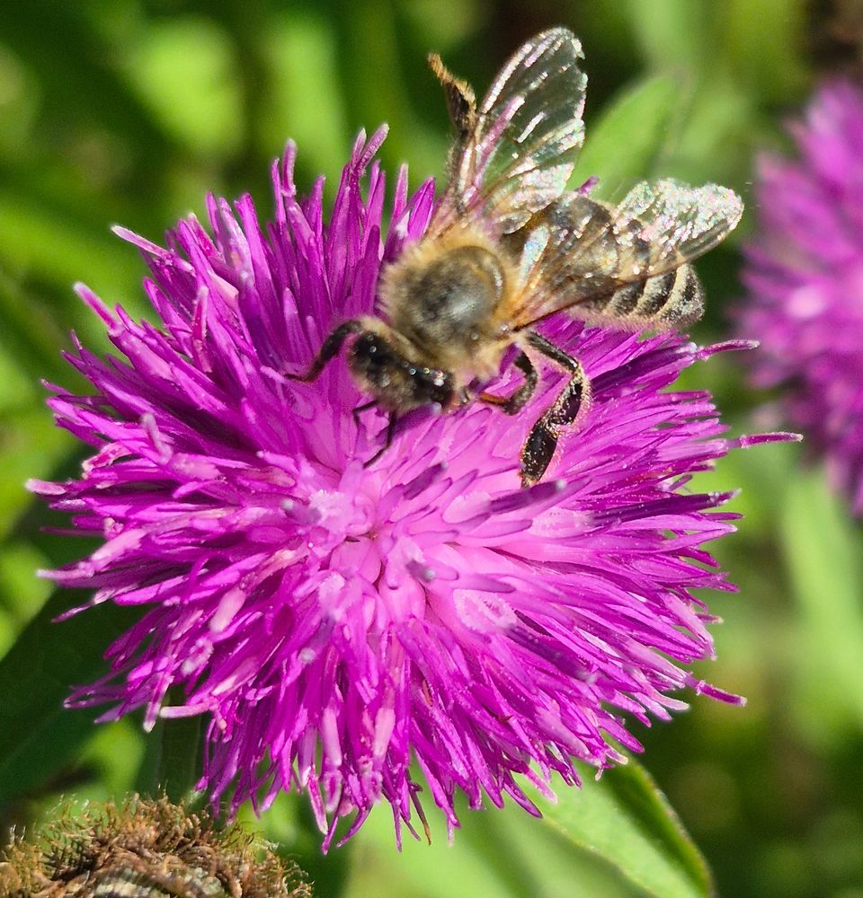 Honeybee on knapweed