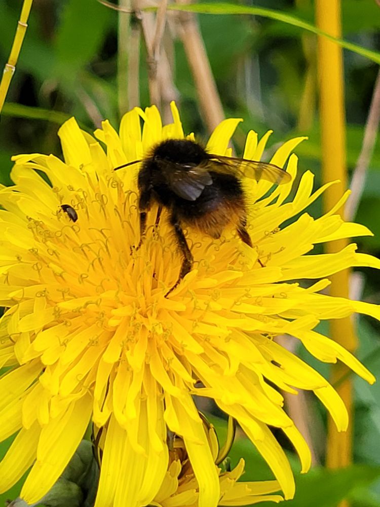 Bumblebee feeding on a dandelion. The bee is facing away from the camera showing its red tail and wings. There is also a little beetle on the flower.