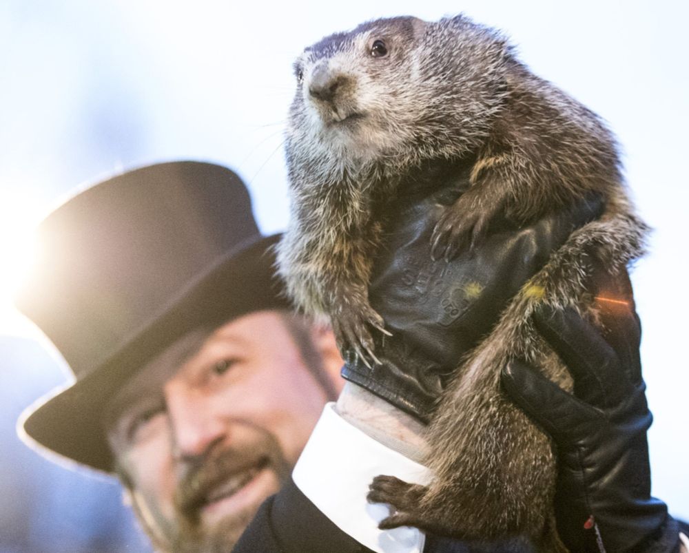 punxsutawney phil