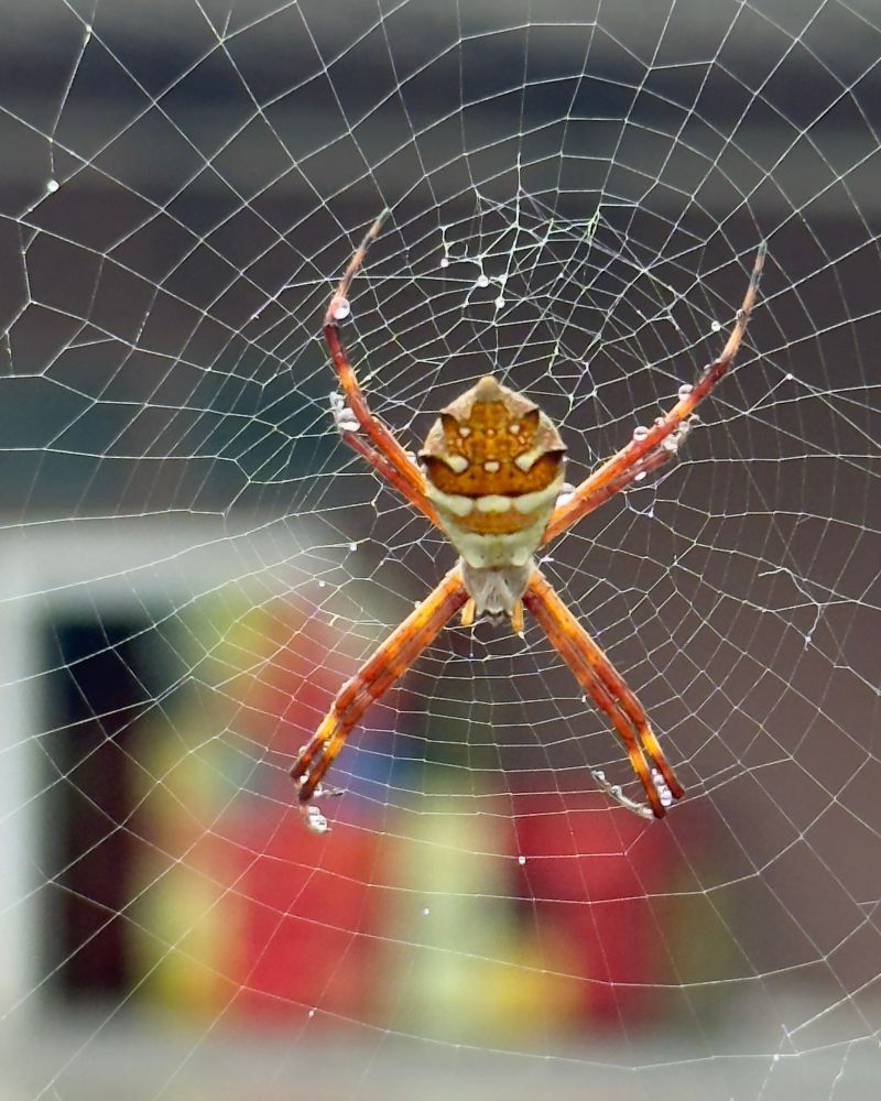 aranha amarela e laranja na teia com algumas gotinhas de chuva nas patas