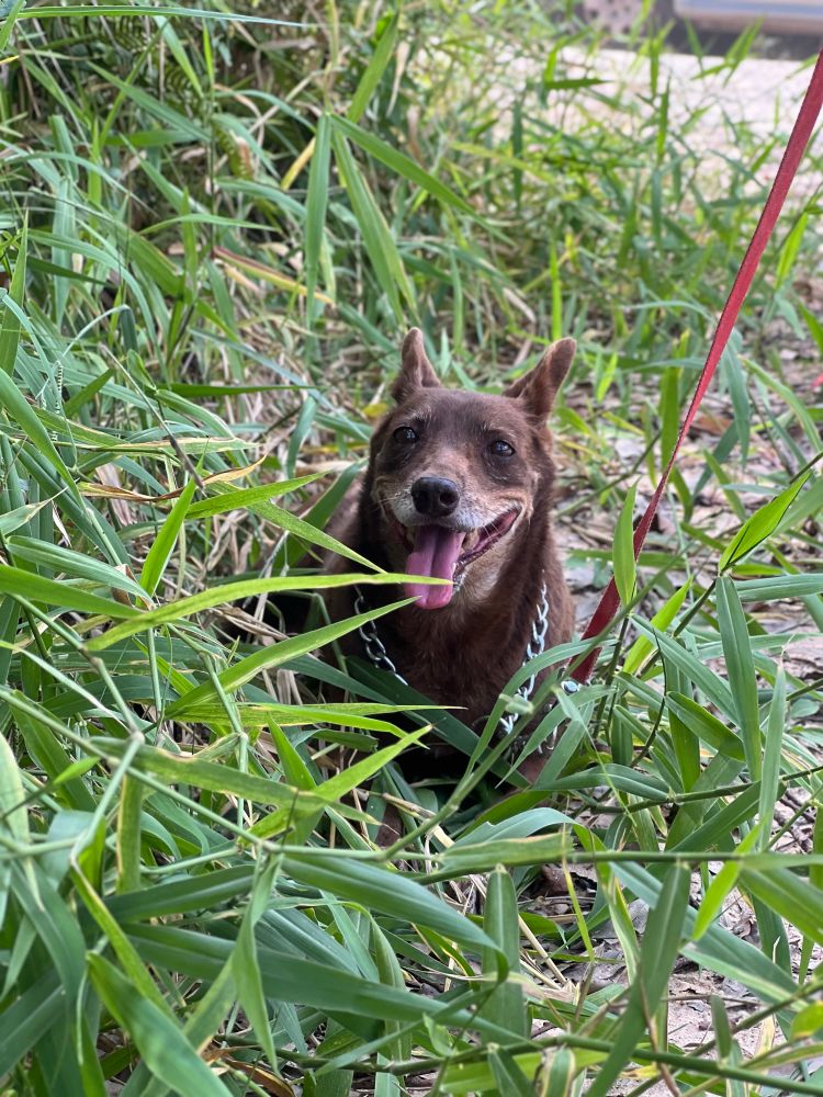 cachorra idosa de cor chocolate e focinho já cheio de pelinhos brancos sentadinha no meio do capim 