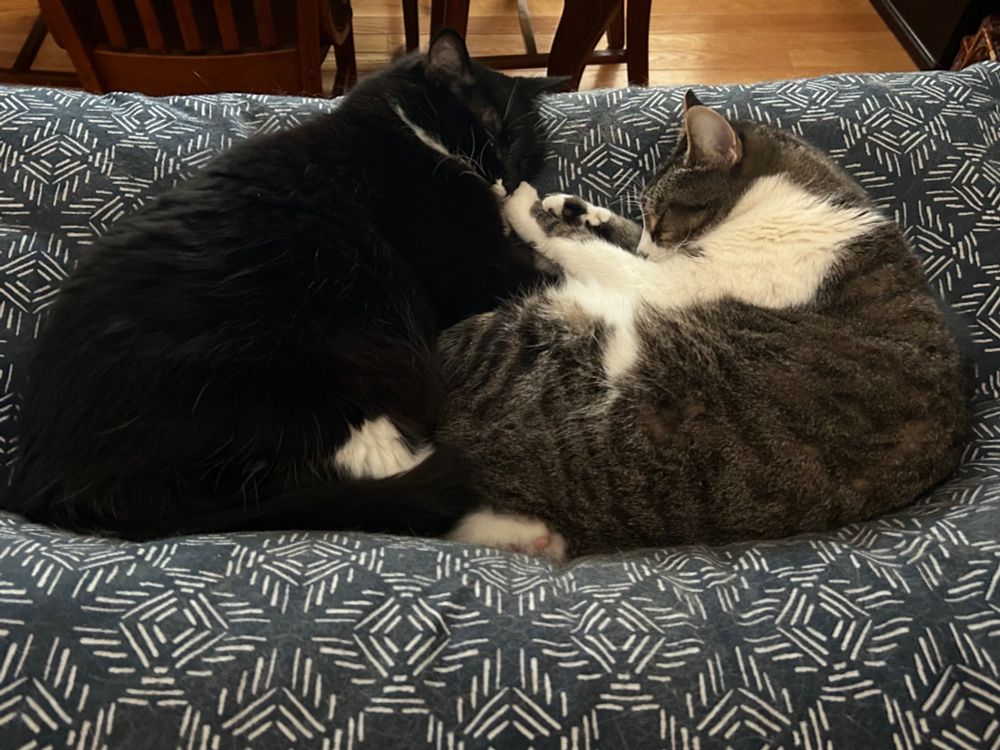 Black & White long haired tuxedo cat sleeping with feet intertwined with a tabby tuxedo cat on a blue and white batique pet pillow
