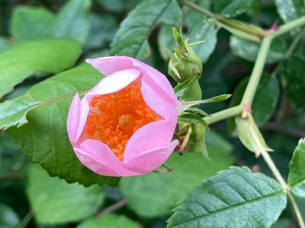 rosa canina flower partially open, quite rich pink petals and deep yellow orange centre