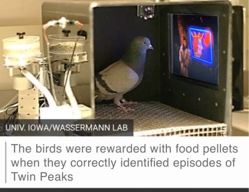 A pigeon in a box watching a tiny tv. “The birds were rewarded with food pellets when they correctly identified episodes of Twin Peaks.” Photo credits Wassermann Lab at the University of Fucking Iowa