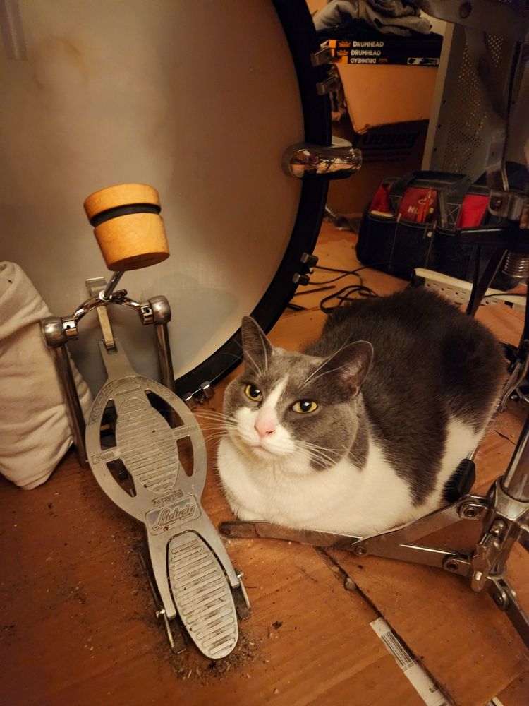 A grey and white tuxedo cat sits on the floor like a loaf of bread next to a bass drum and foot pedal.