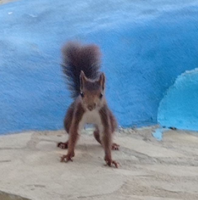 Es un zoom pixelado de una ardilla mirando a cámara apoyada en cuatro patas y con la cola estirada