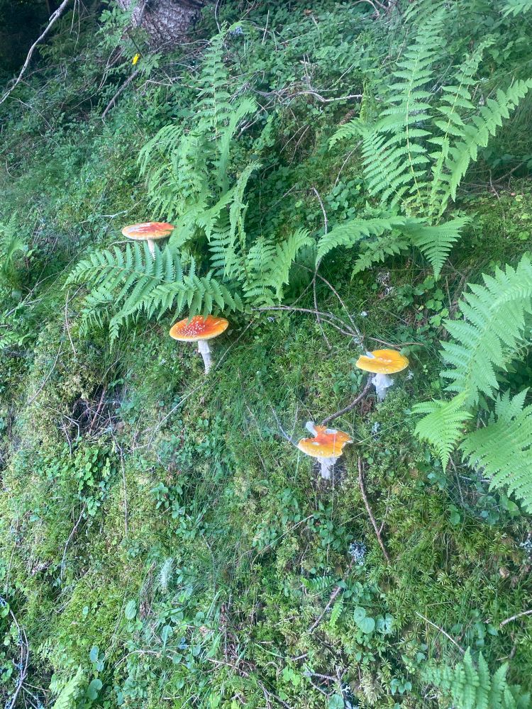 Vier rode paddenstoelen in een groen bos.