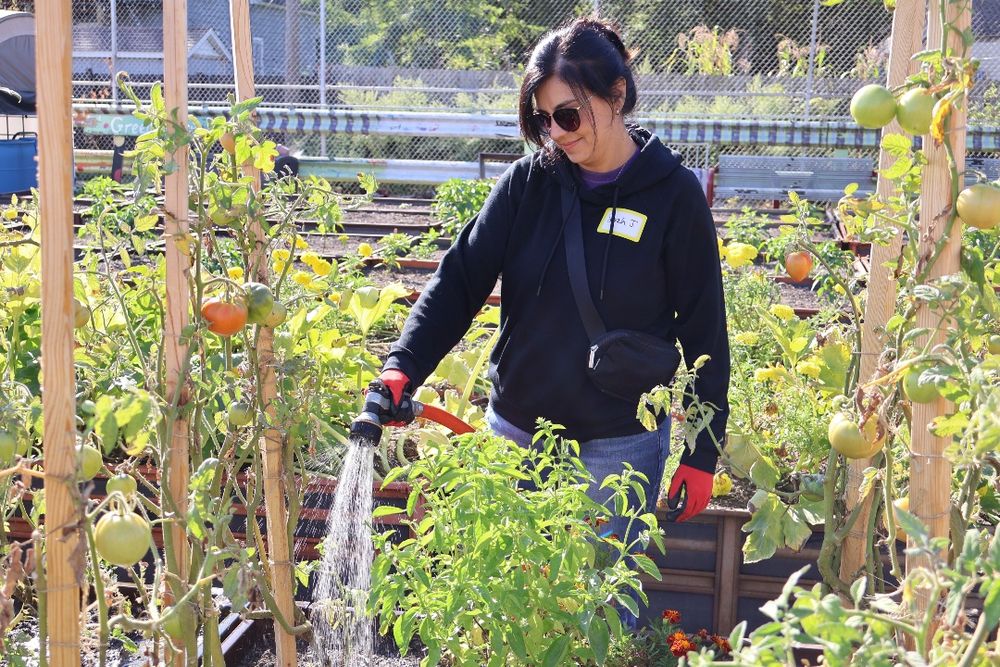 A woman wearing sunglasses and a black hoodie waters tomato plants in a community garden on a sunny day.