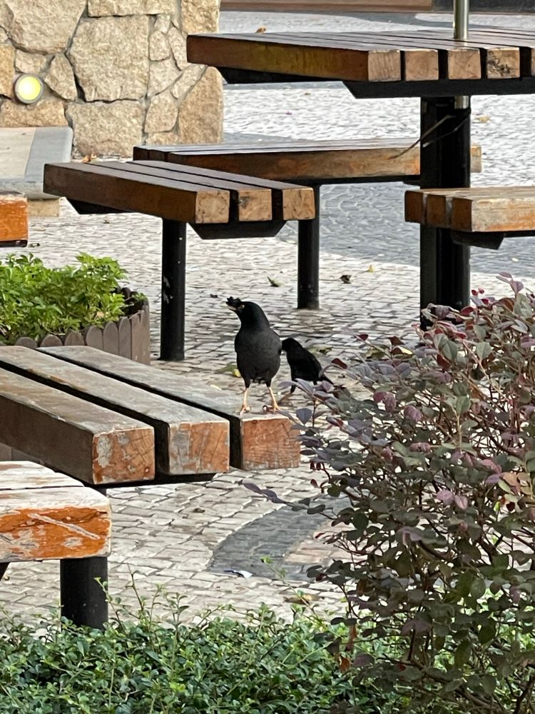 Black birb with a crest at the plaza. Kind of coole