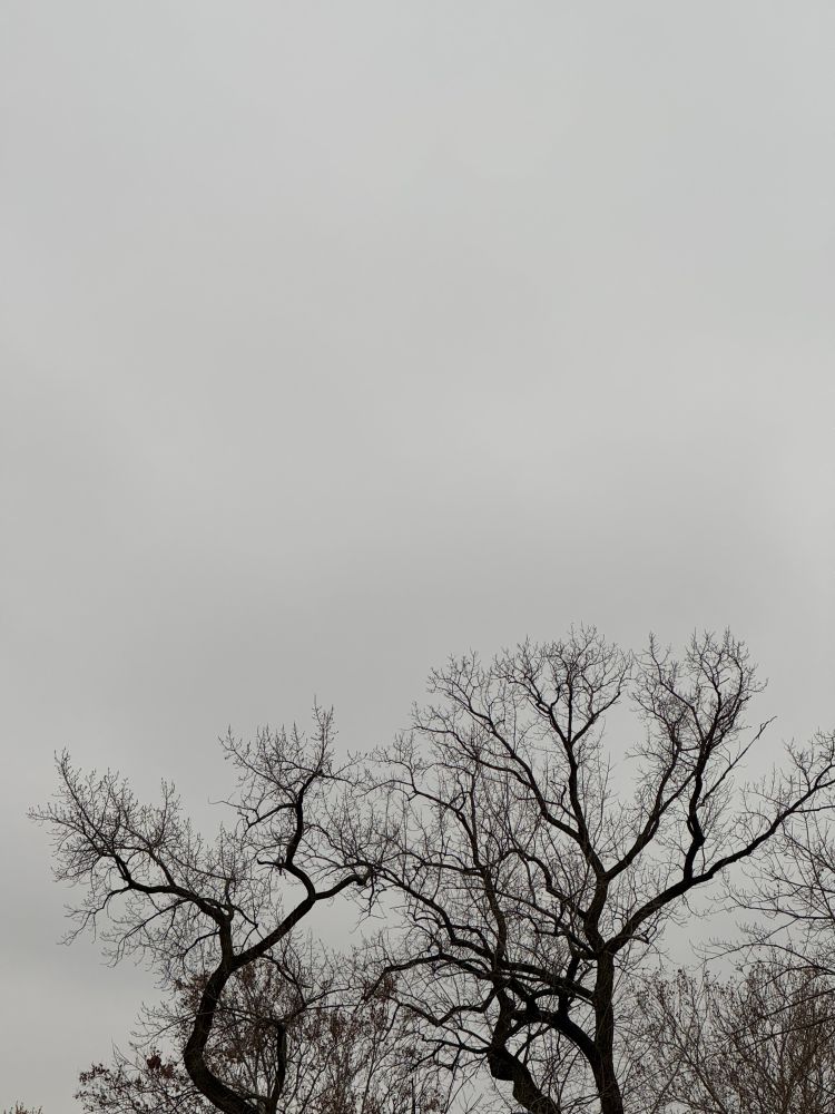 A photo of a lot of flat gray sky with some black bare branches at the bottom