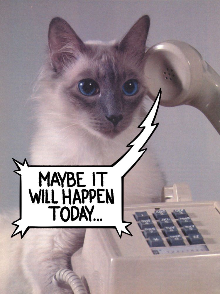 A photo of a light-colored cat with a gray face and ears and wide blue eyes. Unknown forces are holding up to the cat’s ear the handset of a beige antique-type touch tone phone. A rectangular speech bubble with a jagged tail has been drawn on the photo to indicate it is the sound coming out of the handset. Words inside the bubble read, ‘Maybe it will happen today…’